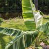 XL Variegated Dwarf Namwah Banana Tree (Excellent Variegation, Actual Plant Last Pics)