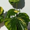 HUGE XL Gold Queen Pothos (epipremnum aureum) (Mature Actual Plant First Pics)