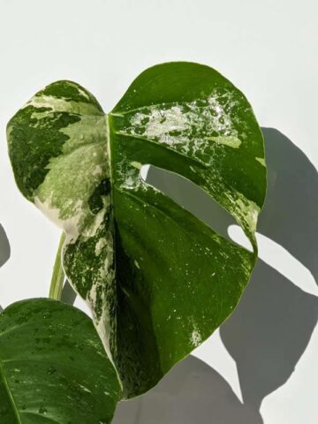 Alternative view of A+ Monstera Del. Borsigiana Albo Variegata (Actual Plant First Photos)