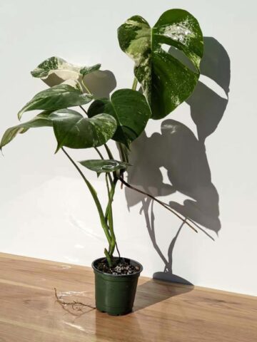 A+ Monstera Del. Borsigiana Albo Variegata (Actual Plant First Photos)