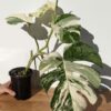 A+ Monstera Del. Borsigiana Albo Variegata (Actual Plant First Photos)