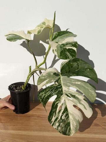 A+ Monstera Del. Borsigiana Albo Variegata (Actual Plant First Photos)