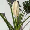Monstera Glaucescens in 3x3x8" Pot (Actual Plant)