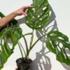 XL Monstera Acacoyaguensis Fairchild (Beautiful Specimen) (Actual Plant First Photos)