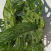 HUGE Monstera Adansonii European Mint (Mature Actual Plant First Pics)