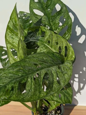 HUGE Monstera Adansonii European Mint (Mature Actual Plant First Pics)