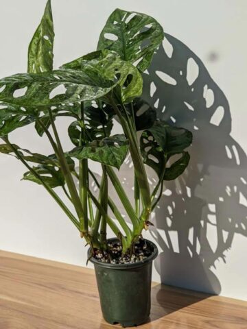 Alternative view of HUGE Monstera Adansonii European Mint (Mature Actual Plant First Pics)