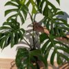 Very Large Monstera Deliciosa Sierrana (Actual Plant First Pics)