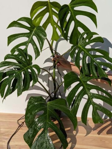 Very Large Monstera Deliciosa Sierrana (Actual Plant First Pics)