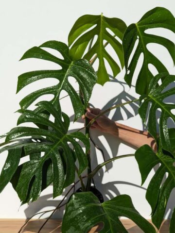 Alternative view of Very Large Monstera Deliciosa Sierrana (Actual Plant First Pics)