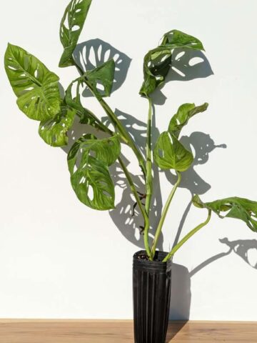 Alternative view of XL Monstera Giant Skeleton Leaf Plant (Actual Plant First Pics)