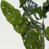 XL Monstera Giant Skeleton Leaf Plant (Actual Plant First Pics)