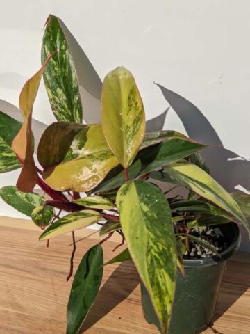 Philodendron Strawberry Shake Plant in 4" pot (Actual Plant All Photos)