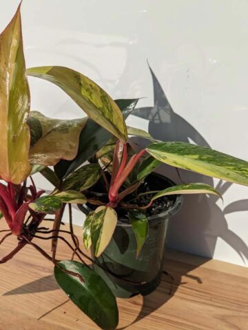 Alternative view of Philodendron Strawberry Shake Plant in 4" pot (Actual Plant All Photos)