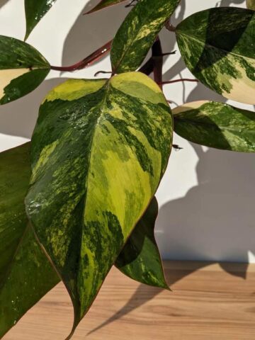 Alternative view of Philodendron Strawberry Shake Plant in 4" pot (Actual Plant All Photos)