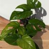 Beautiful Rhaphidophora Pertusa (Actual Plant)