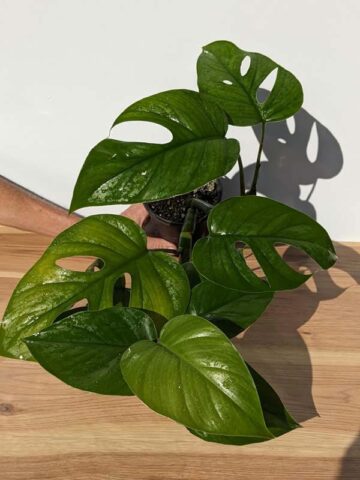 Beautiful Rhaphidophora Pertusa (Actual Plant)