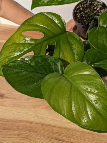Alternative view of Beautiful Rhaphidophora Pertusa (Actual Plant)