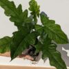 New Release! MATURE Syngonium Steyermarkii Happy Hands Arrowhead Plant (Actual Plant)