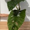 XL Monstera Giant Skeleton Leaf Plant  (Actual Plant First Pics)