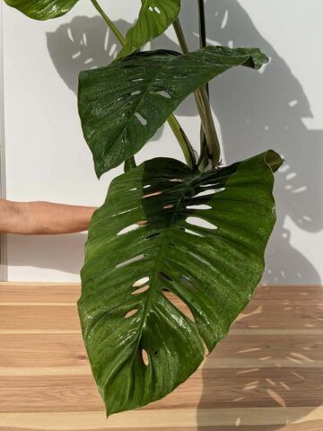 XL Monstera Giant Skeleton Leaf Plant  (Actual Plant First Pics)