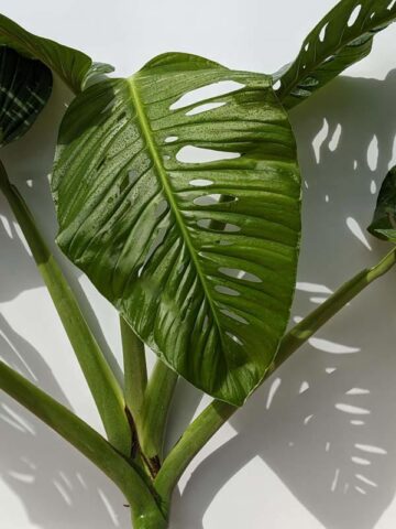 Alternative view of XL Monstera Giant Skeleton Leaf Plant  (Actual Plant First Pics)