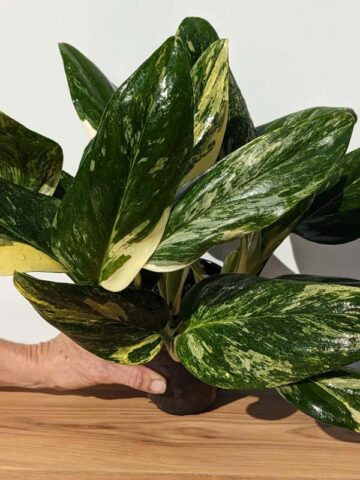 Alternative view of Large Healthy Monstera Standleyana Aurea Variegata (Actual Plant)