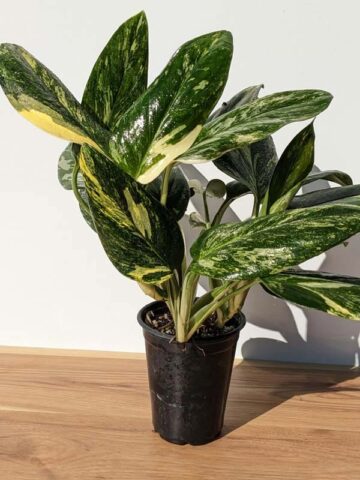 Large Healthy Monstera Standleyana Aurea Variegata (Actual Plant)