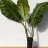 XL Philodendron Parvilobum Plant in 4" Round Pot (Actual Plant First Photos)