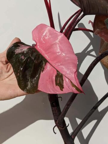 Mature Philodendron Pink Princess Plant (Actual Plant First Pics)