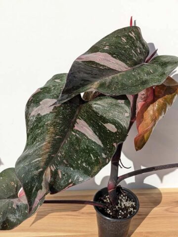 Alternative view of Mature Philodendron Pink Princess Plant (Actual Plant First Pics)