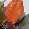 A+ NEW Philodendron Sun Red