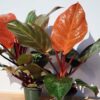 Lg. A+ NEW Philodendron Sun Red