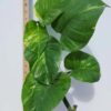 HUGE XL Gold Queen Pothos (epipremnum aureum) (Mature Actual Plant First Pics)