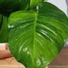 Mature Rooted Top Cut A+ Color Jessenia Hawaiian Pothos Plant (Actual Plant First Photos) "Picture THIS On Your Patio!"