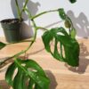 XL Draping Monstera Acacoyaguensis Fairchild (Beautiful Specimen) (Actual Plant First Photos)