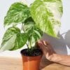 A+ Monstera Del. Borsigiana Albo Variegata (Actual Plant First Photos)