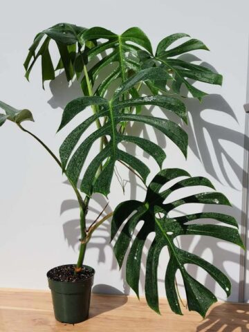 Very Large Monstera Deliciosa Sierrana (Actual Plant First Pics)
