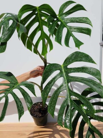 Alternative view of Very Large Monstera Deliciosa Sierrana (Actual Plant First Pics)