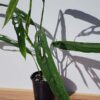 Lg. Monstera Obliqua Tiwintza Narrow Plant (Actual Plant First Photos)