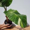 (Last One) XL Hardy Massive Thai Super Variegated Banana Tree (Actual Plant First Photos)