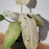 RARE Philodendron Mottled Whipple Way  (Excellent Coloration, Actual Plant Real, Not TC)