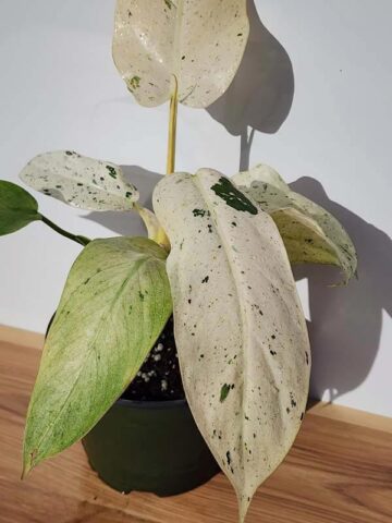 RARE Philodendron Mottled Whipple Way  (Excellent Coloration, Actual Plant Real, Not TC)