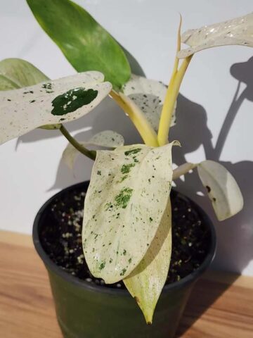 Alternative view of RARE Philodendron Mottled Whipple Way  (Excellent Coloration, Actual Plant Real, Not TC)