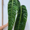 Philodendron Patriciae Plant in 4" Round Pot (Actual Plant First Pics)