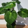 HUGE Philodendron Rugosum Plant in 4" Round Pot