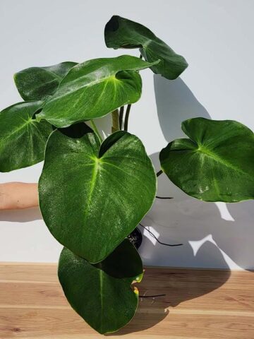 HUGE Philodendron Rugosum Plant in 4" Round Pot