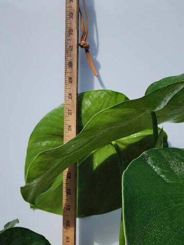 Alternative view of HUGE Philodendron Rugosum Plant in 4" Round Pot