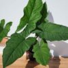 New Release! MATURE Syngonium Steyermarkii Happy Hands Arrowhead Plant (Actual Plant)
