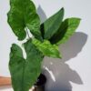New Release! MATURE Syngonium Steyermarkii Happy Hands Arrowhead Plant (Actual Plant)